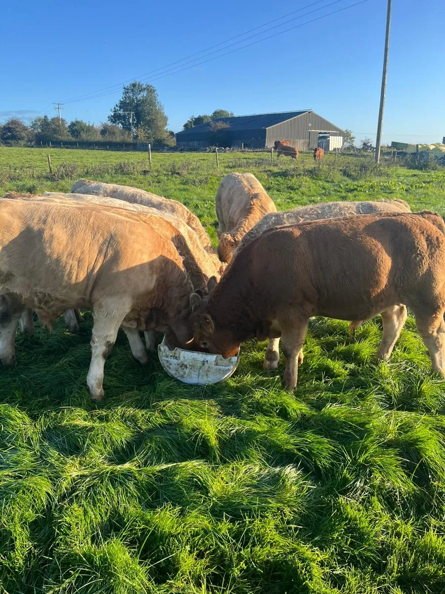 Weanling Bulls Roscommon Mart Sept 23rd - Image 2