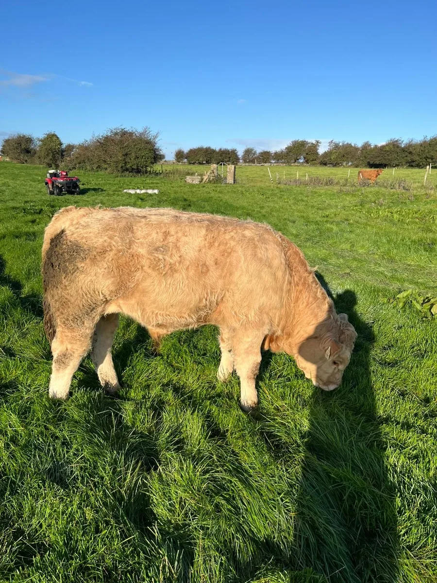 Weanling Bulls Roscommon Mart Sept 23rd - Image 4