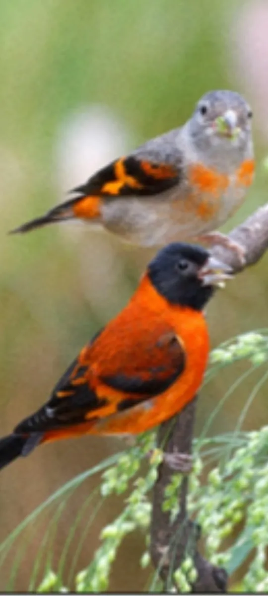 Red hooded sisken pairs