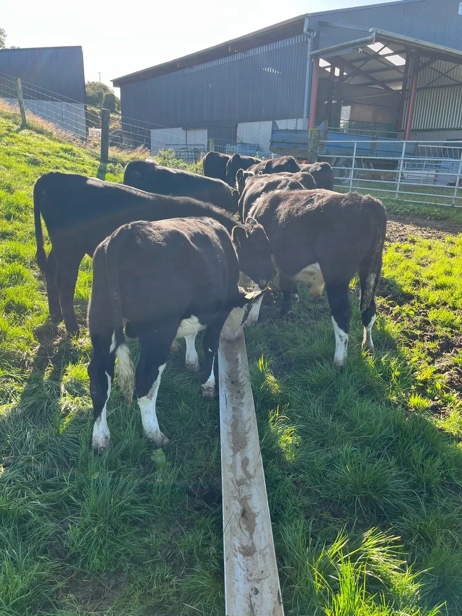 10 weanling bulls 220kg - Image 1