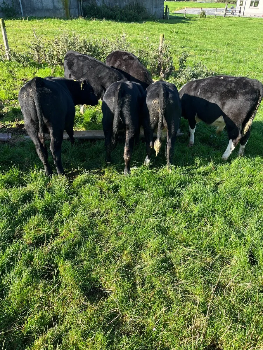 10 weanling bulls 220kg - Image 2