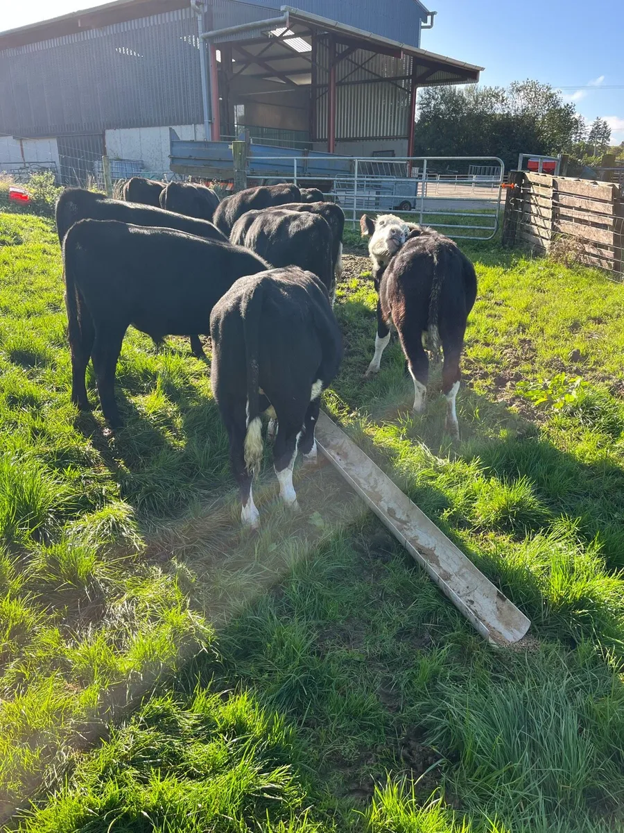 10 weanling bulls 220kg - Image 3