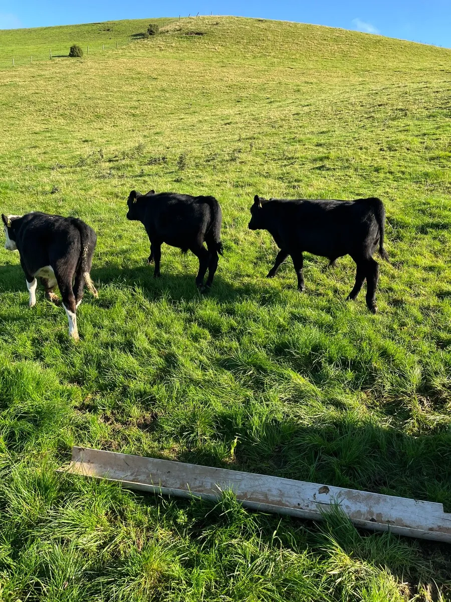 10 weanling bulls 220kg - Image 4