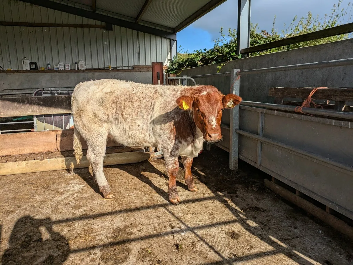 Weanling Heifer - Image 1