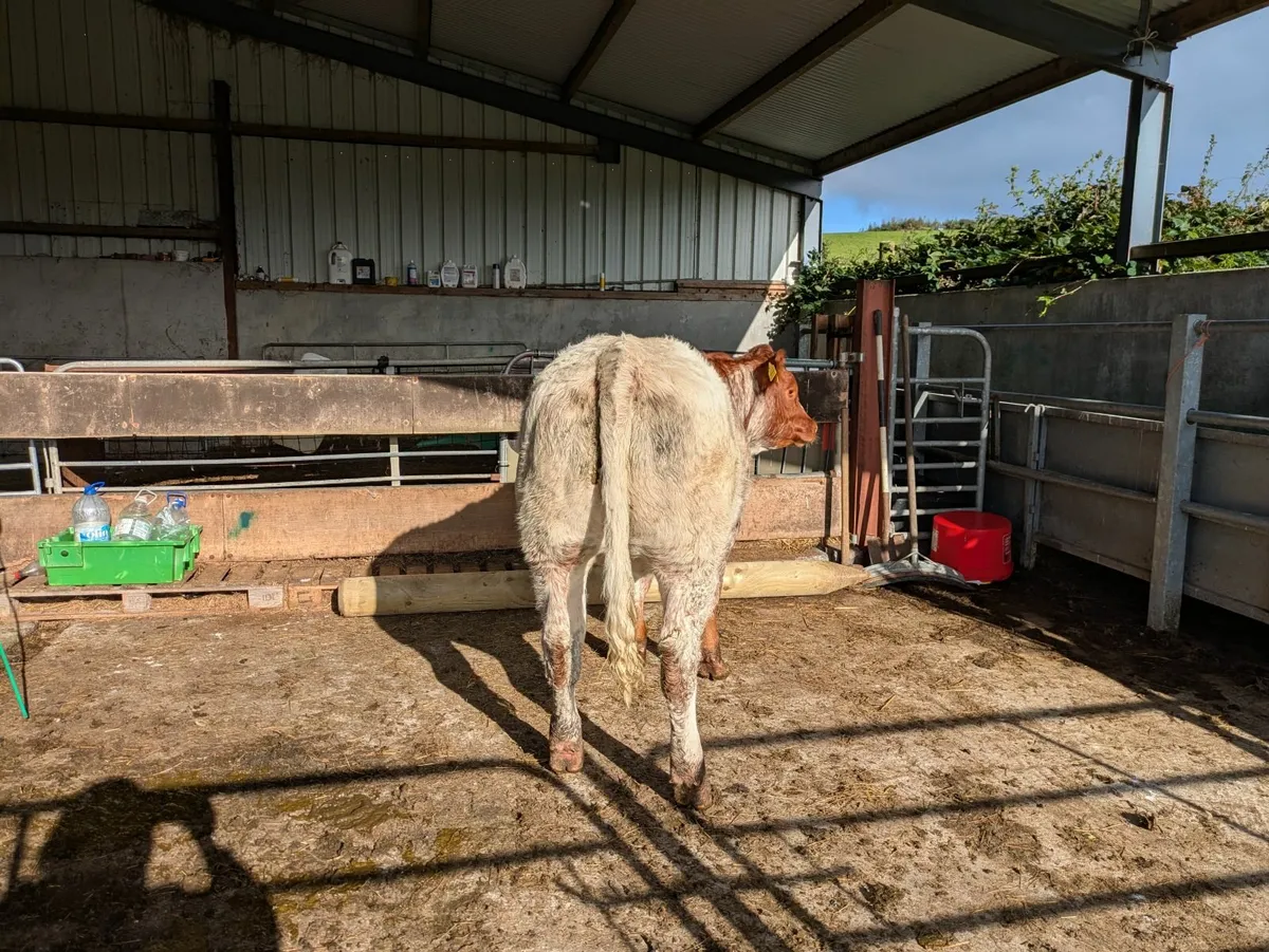 Weanling Heifer - Image 2