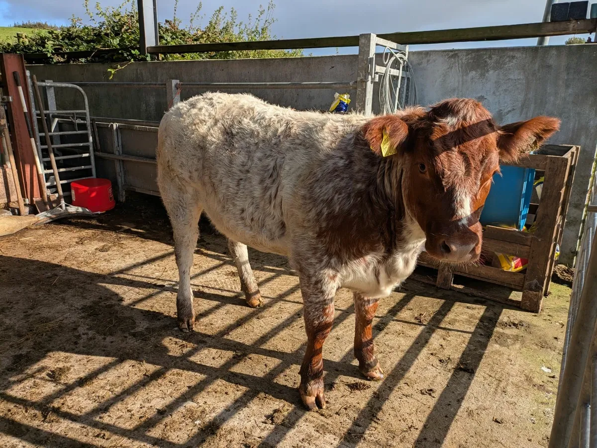 Weanling Heifer - Image 3
