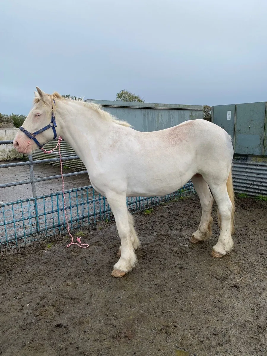 Cremello cob mare - Image 1