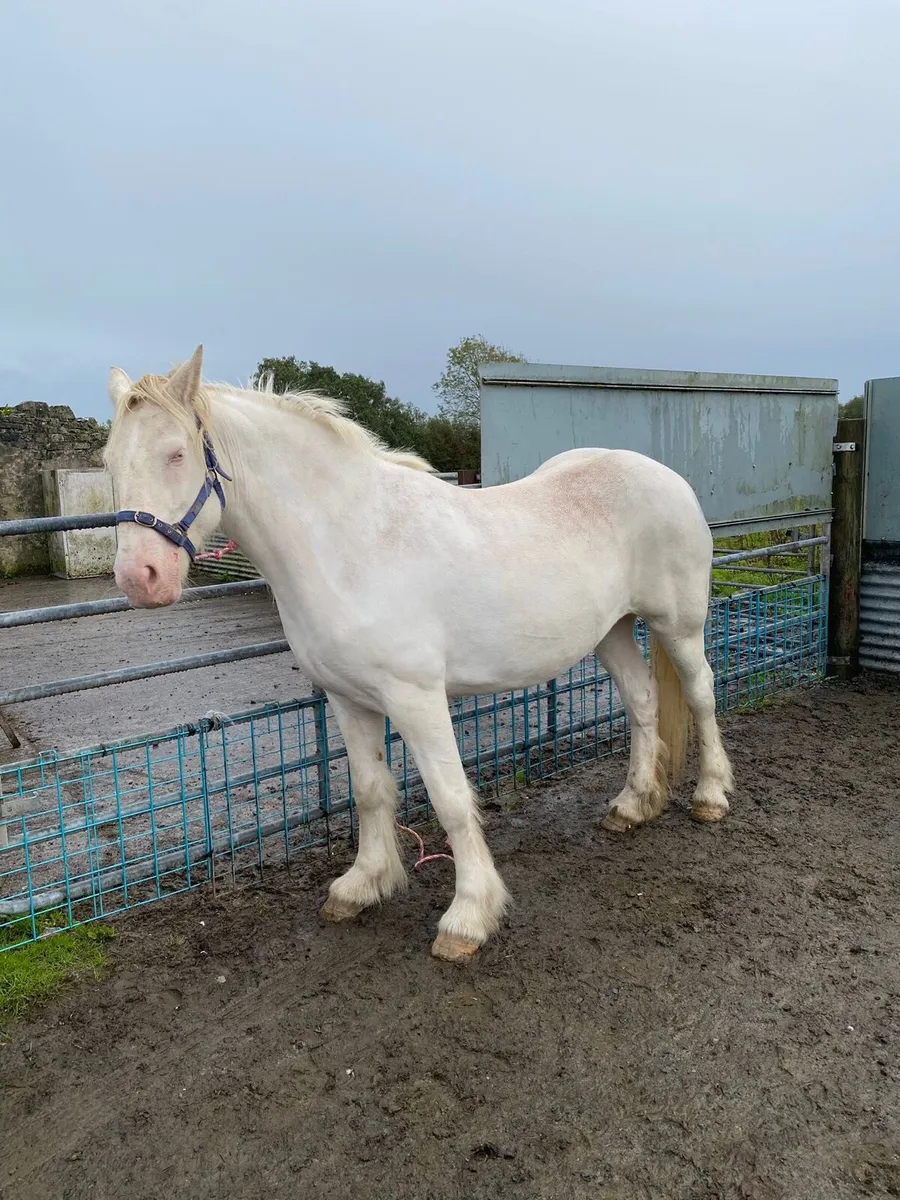 Cremello cob mare - Image 2