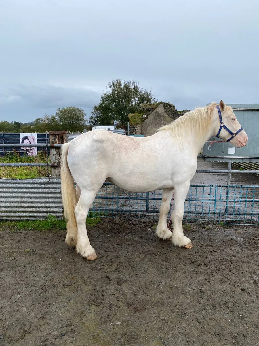 Cremello cob mare - Image 3