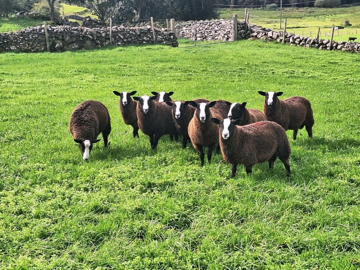 PBNR Zwartble Ram Lambs - Image 2