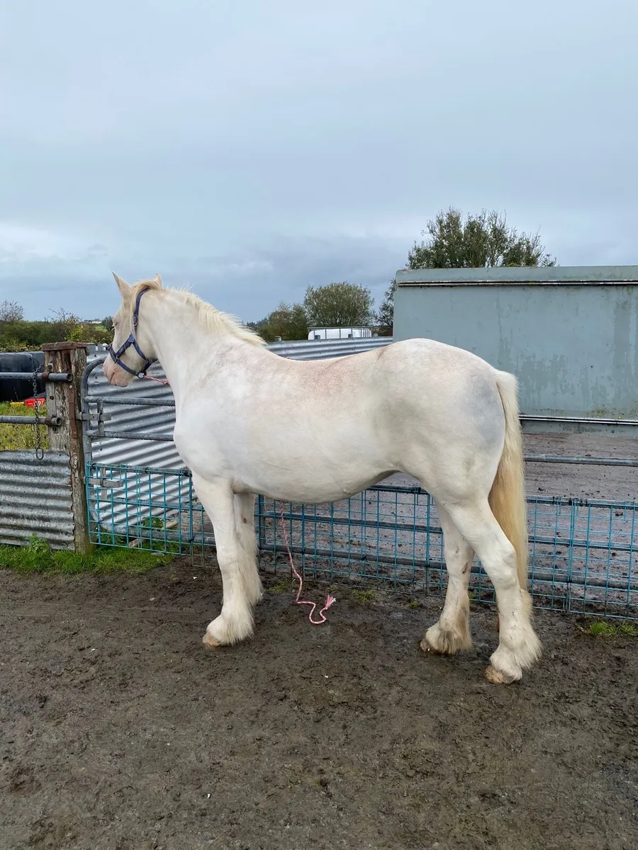 Cremello cob mare - Image 4