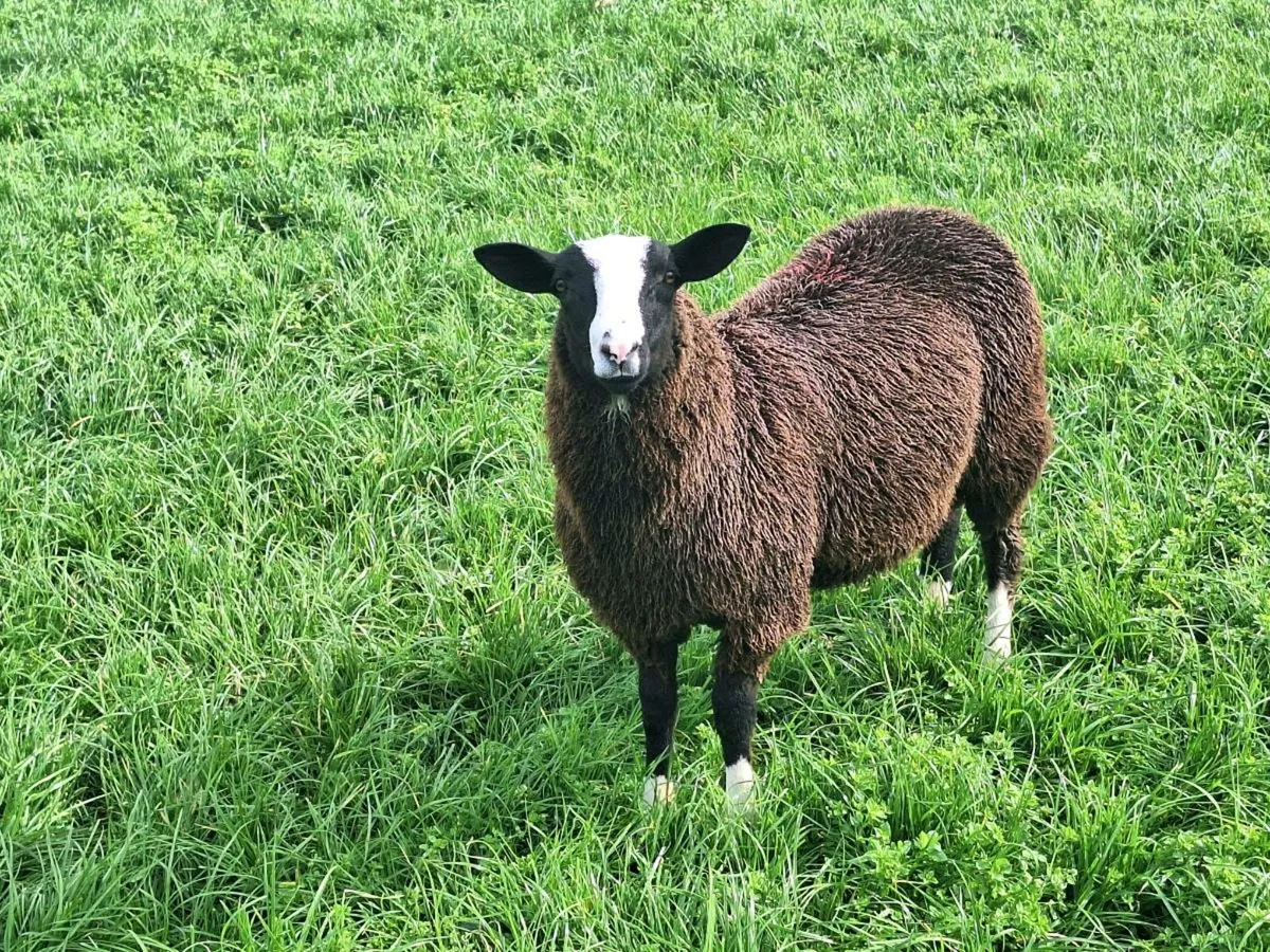 PBNR Zwartble Ram Lambs - Image 4