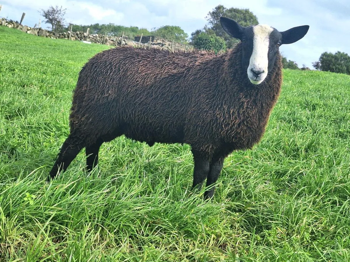 PBNR Zwartble Ram Lambs - Image 1