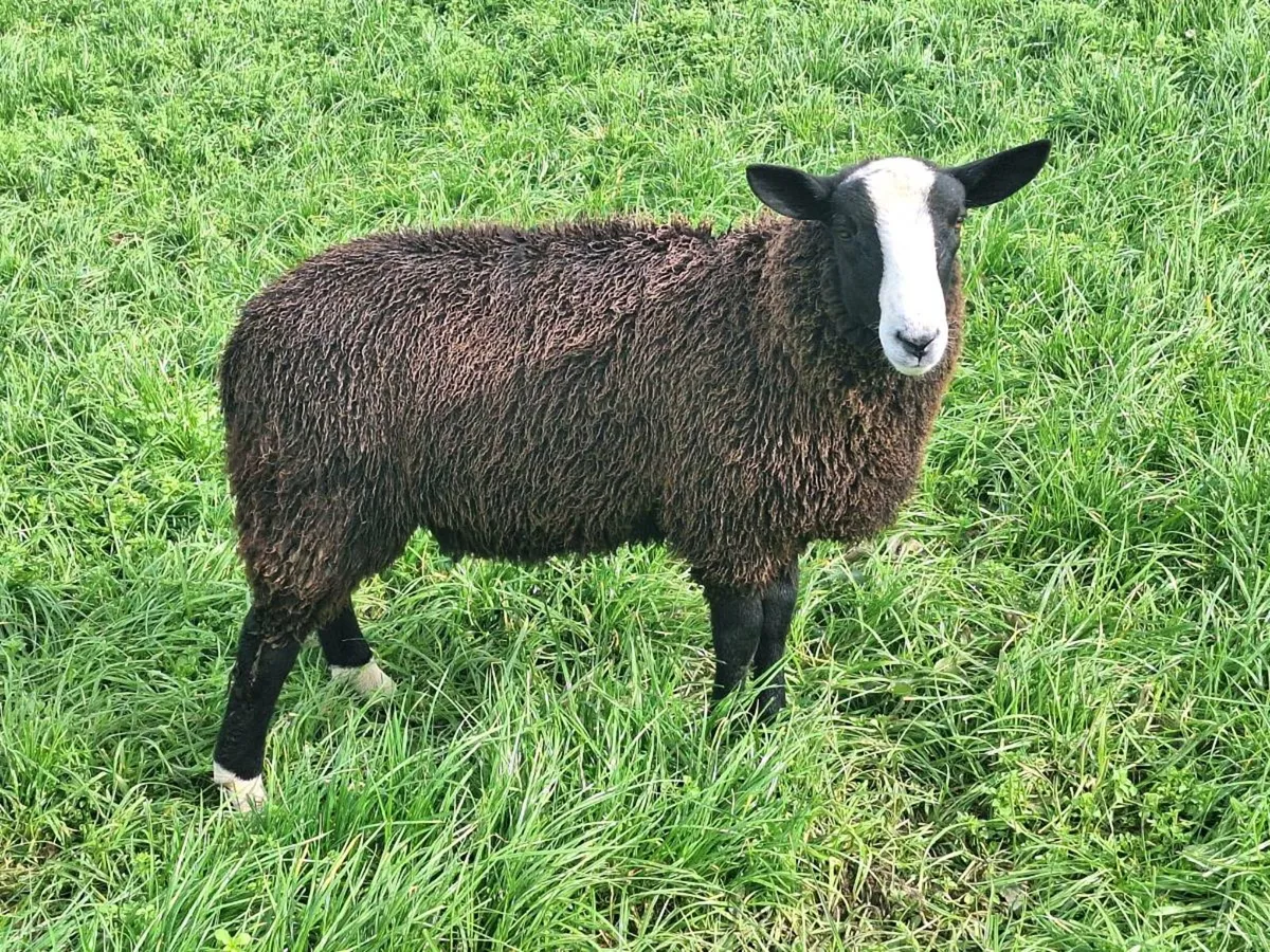 PBNR Zwartble Ram Lambs - Image 1