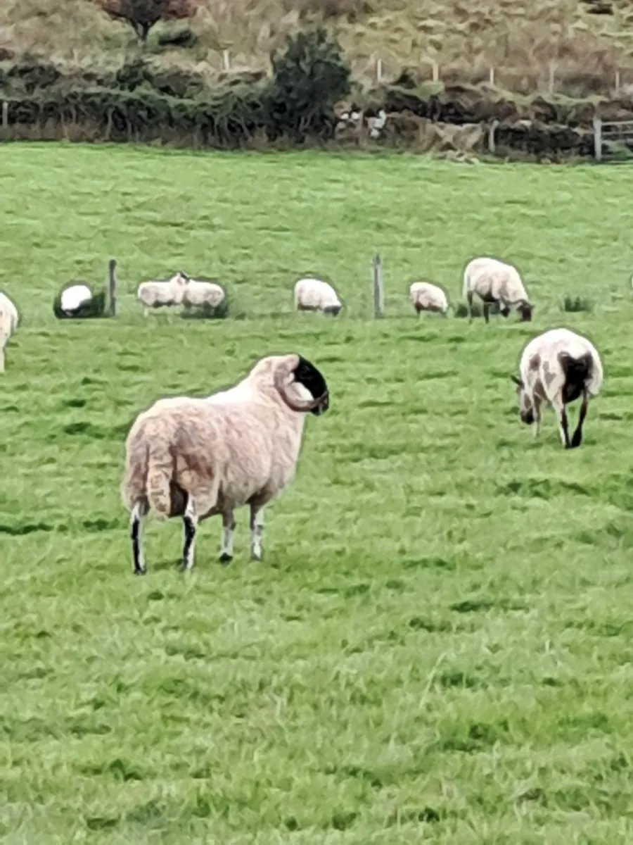 Perth Ram Lambs - Image 4
