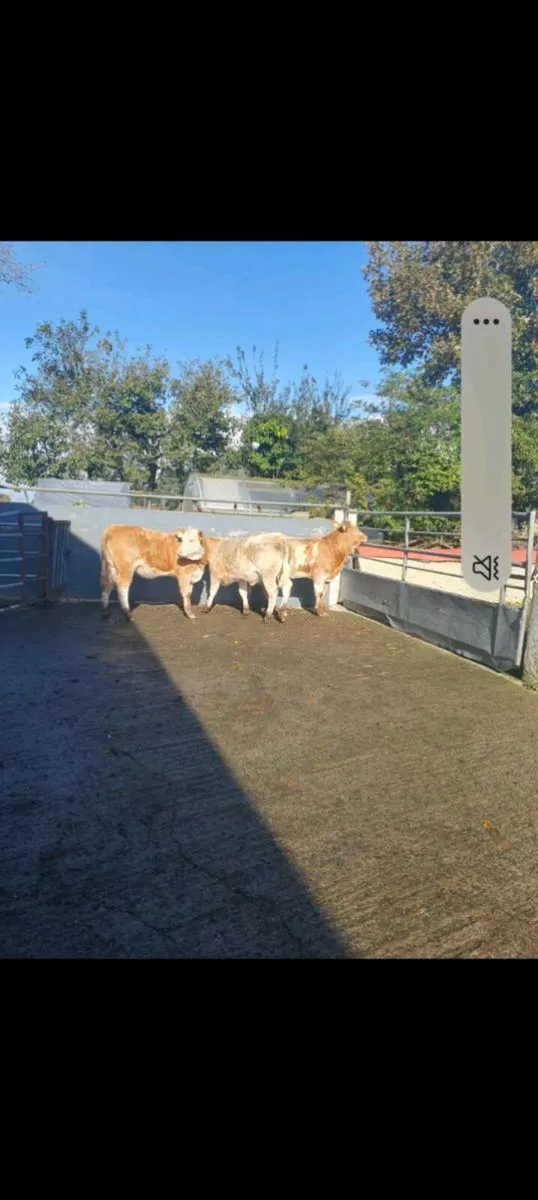 Heifers - Image 1