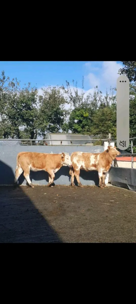 Heifers - Image 2