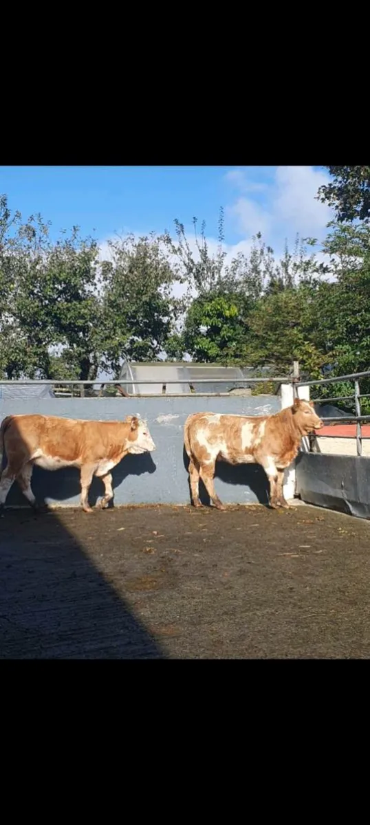Heifers - Image 4