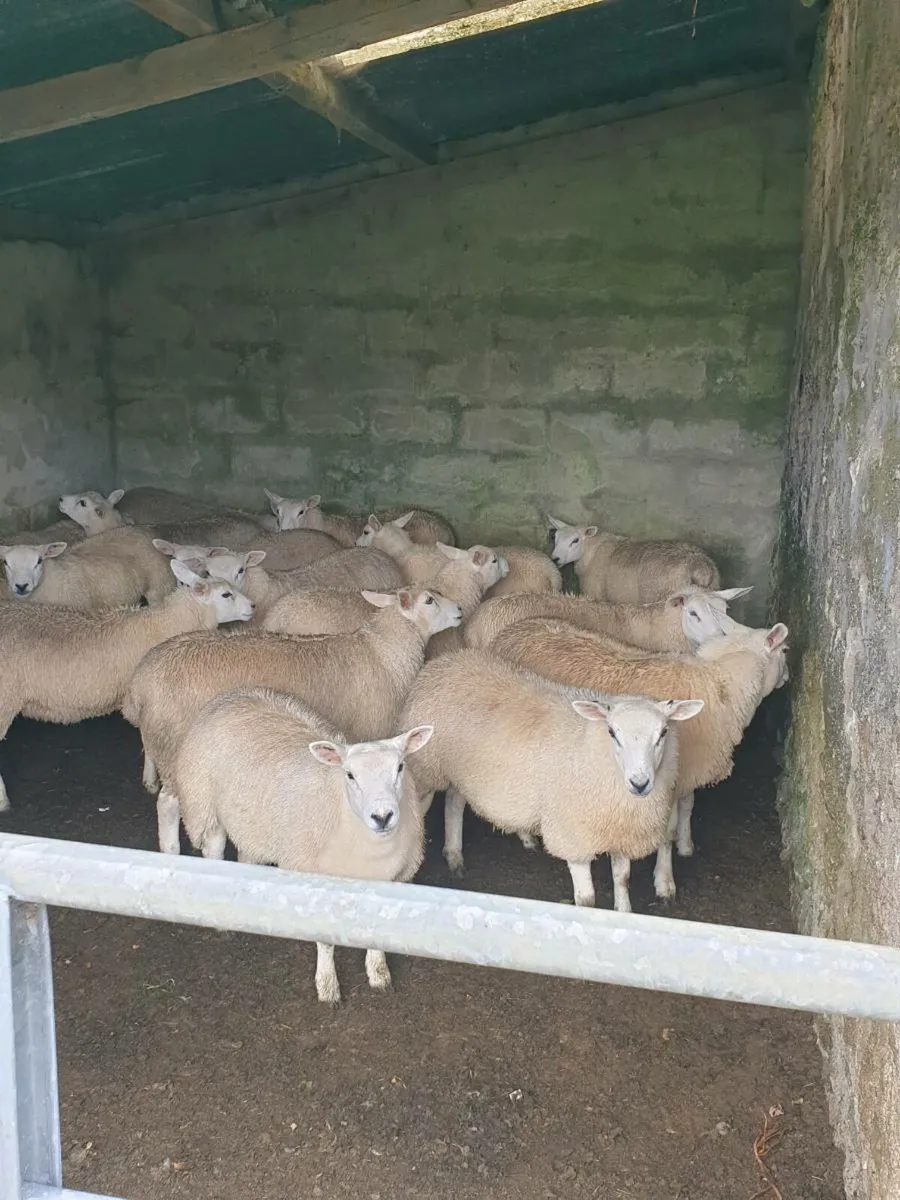 Texel X Ewe lambs - Image 1