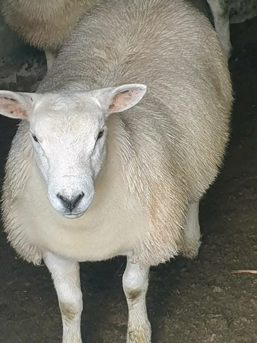 Texel X Ewe lambs - Image 2