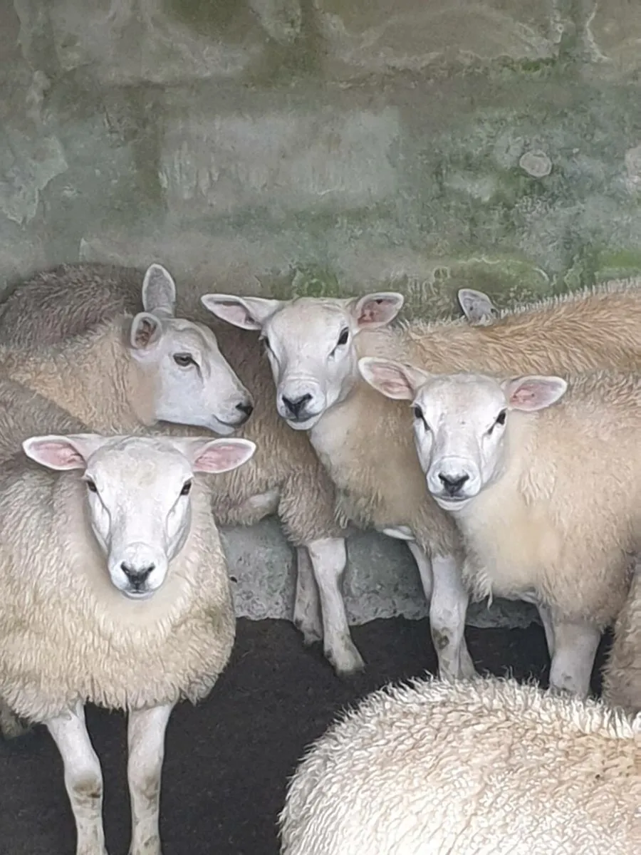 Texel X Ewe lambs - Image 3