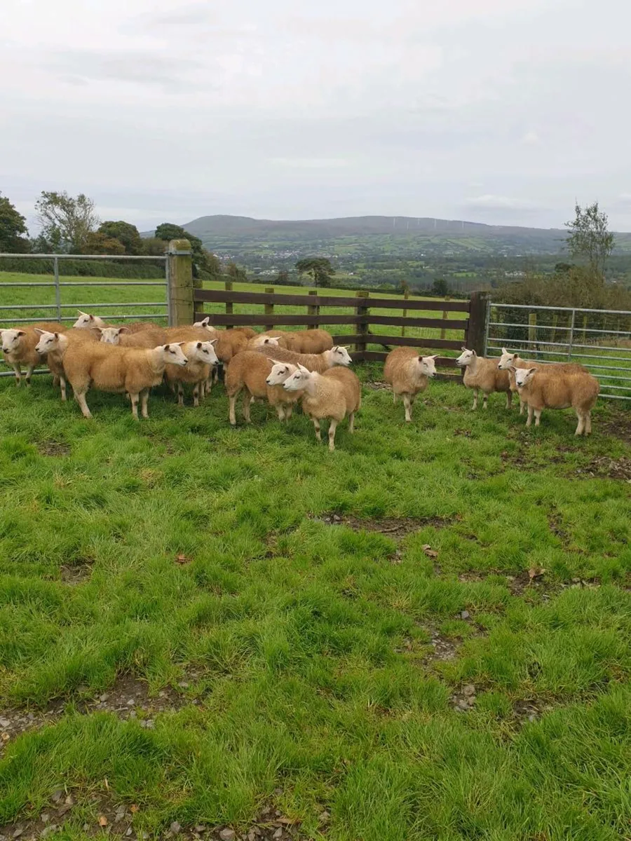 Texel X Ewe lambs - Image 4