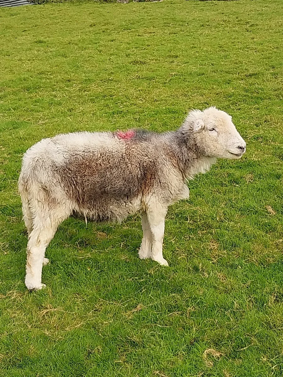 Herdwick & Shetland - Image 1