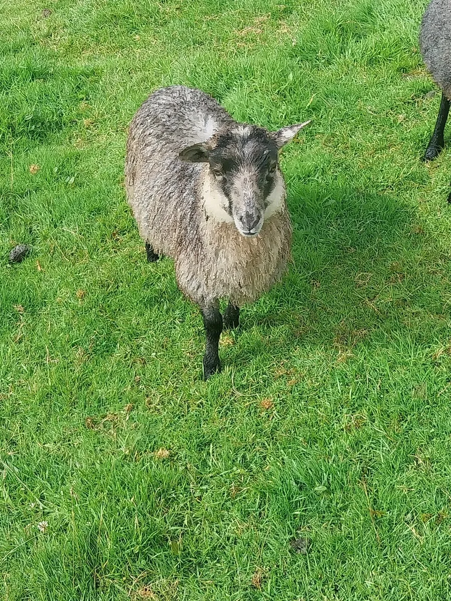 Herdwick & Shetland - Image 2