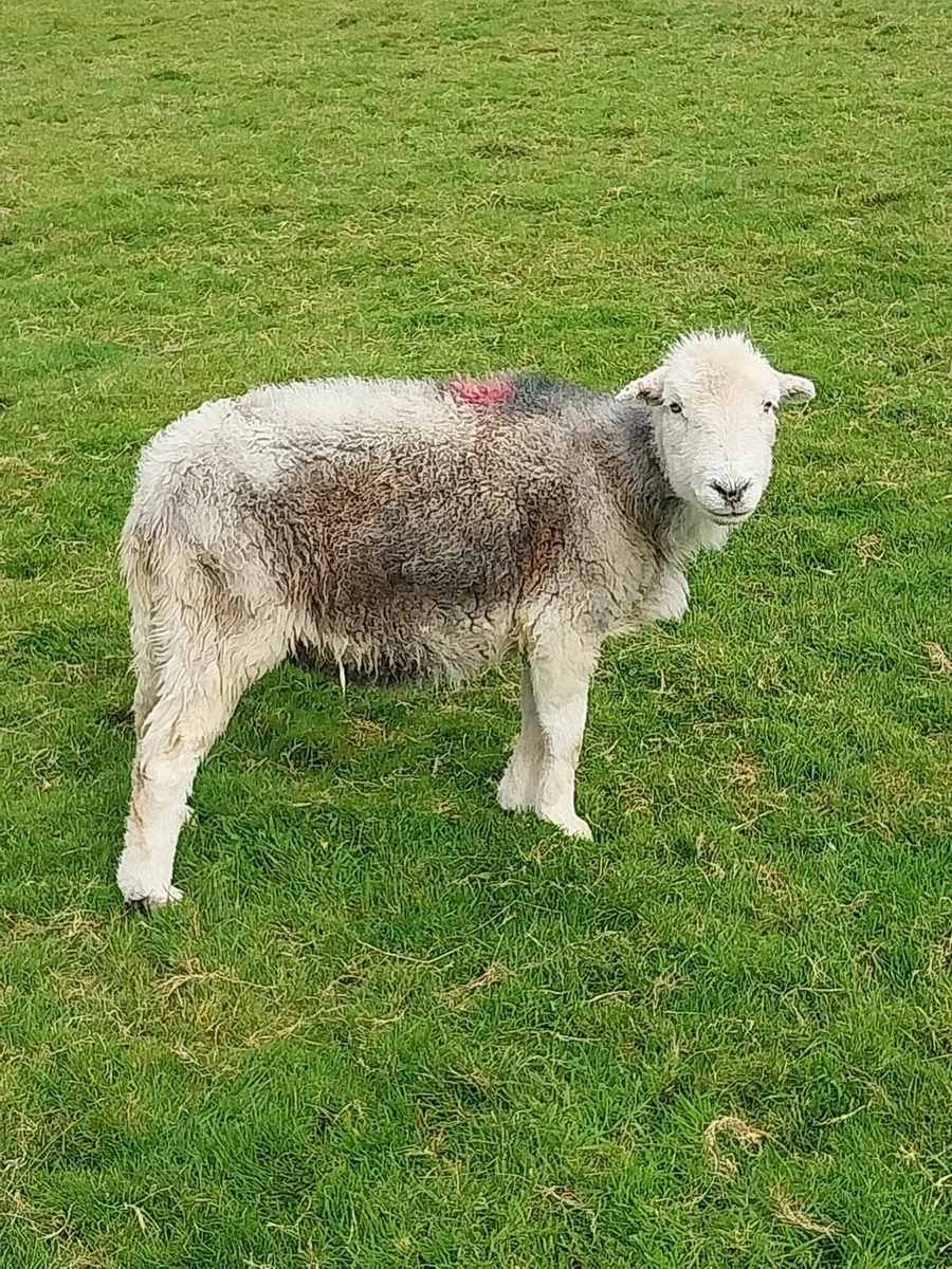 Herdwick & Shetland - Image 3