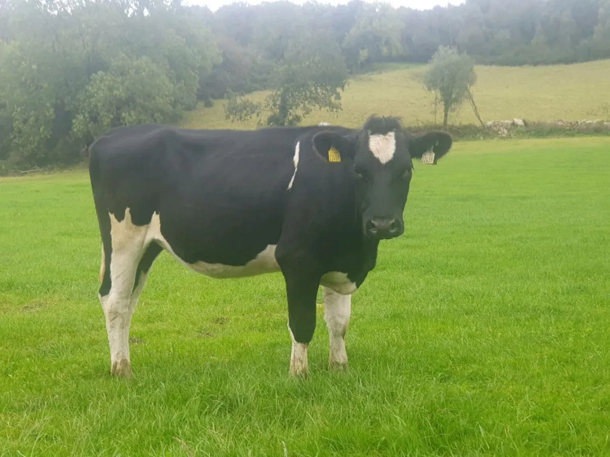 Incalf heifers - Image 3