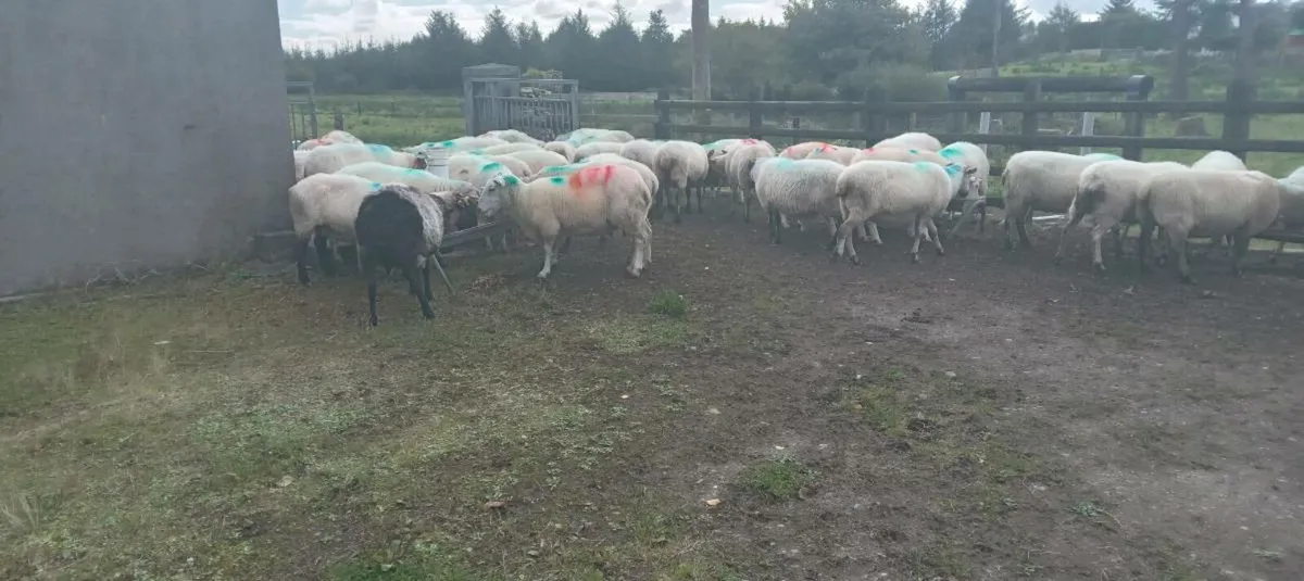 50 cull ewes - Image 1