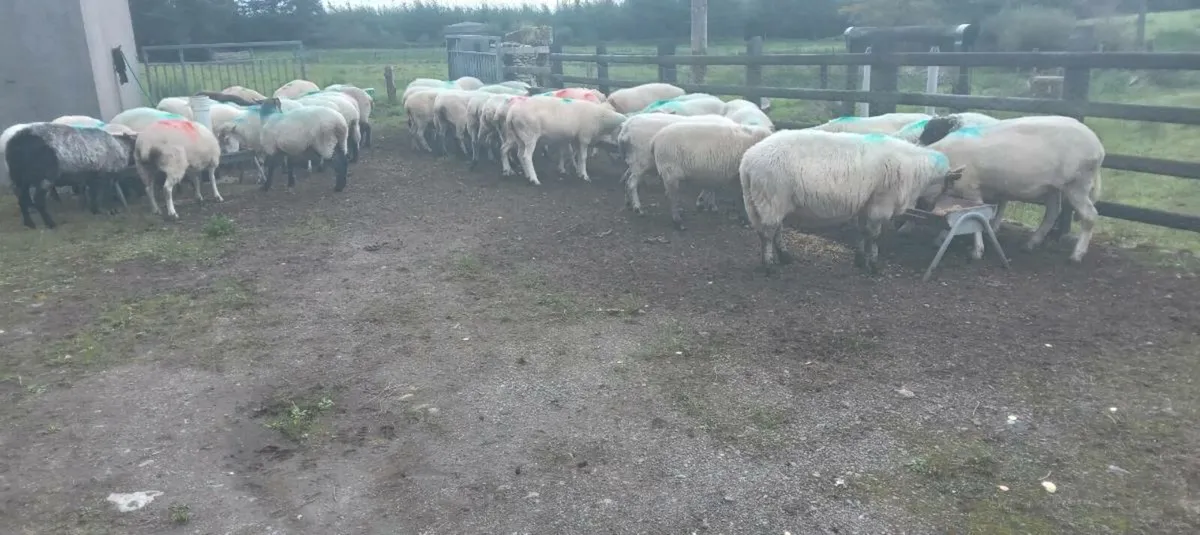50 cull ewes - Image 2