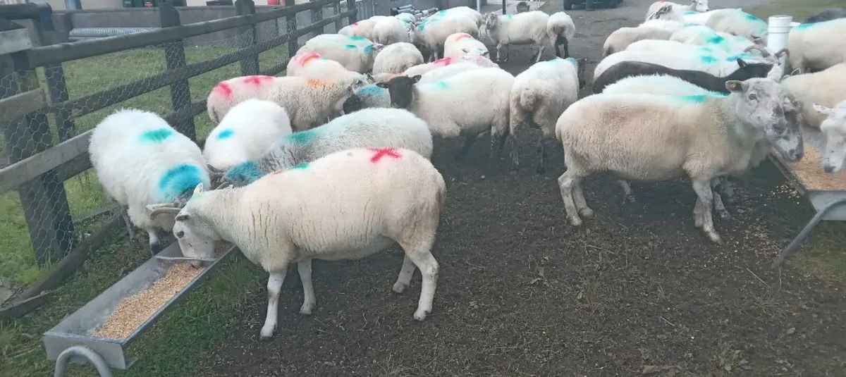 50 cull ewes - Image 3