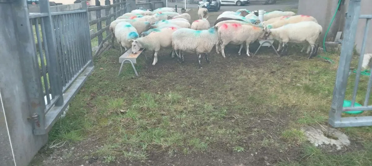 50 cull ewes - Image 4
