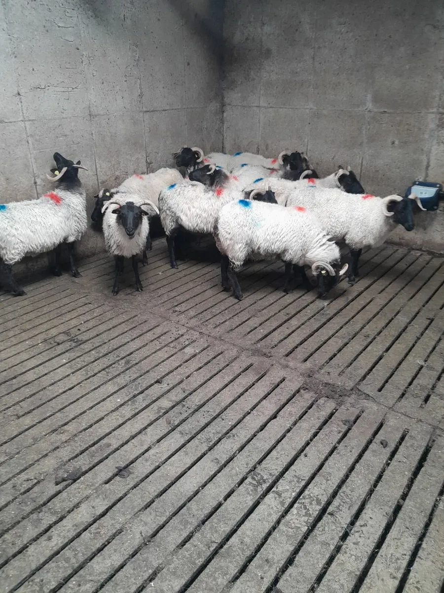 Mountain  Hoggets - Image 1