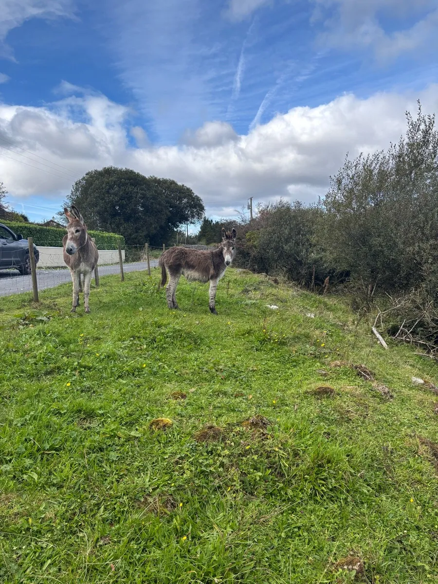 Male donkey foal - Image 1