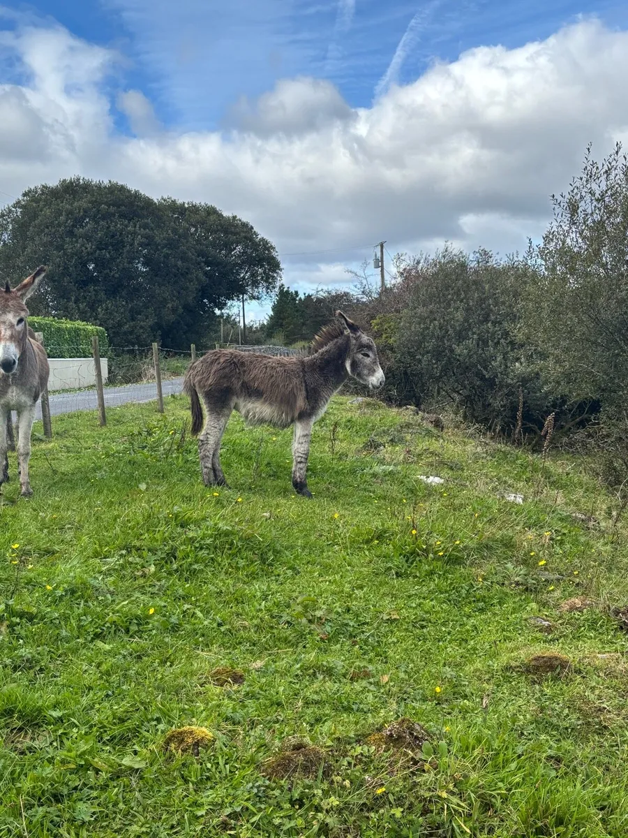 Male donkey foal - Image 2