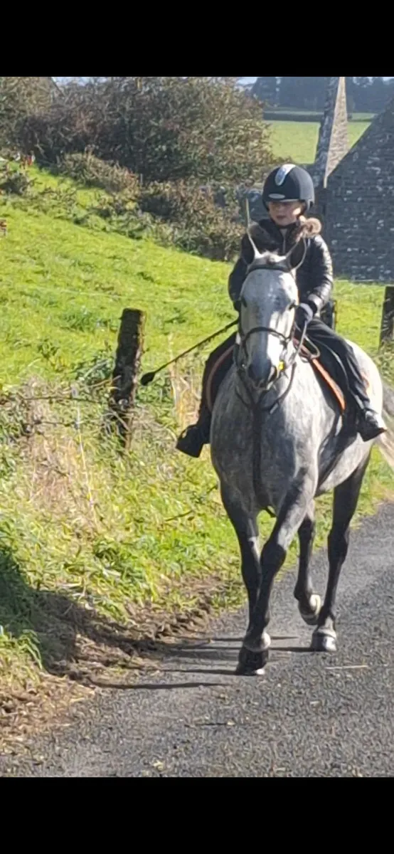 Connemara pony 6yr old - Image 3