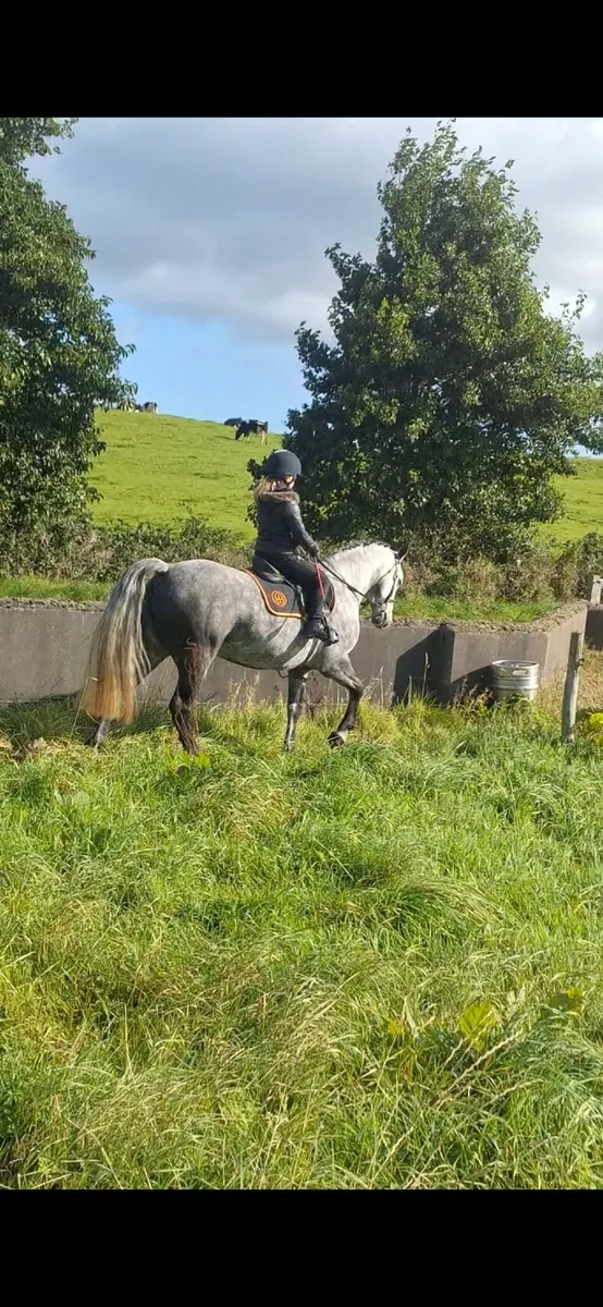 Connemara pony 6yr old - Image 4