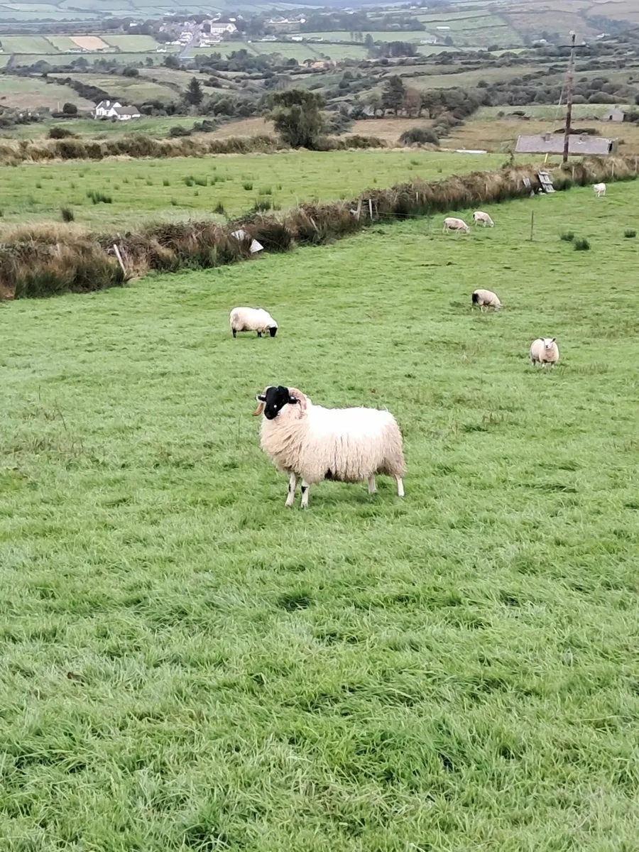 Perth Ram Lambs - Image 1