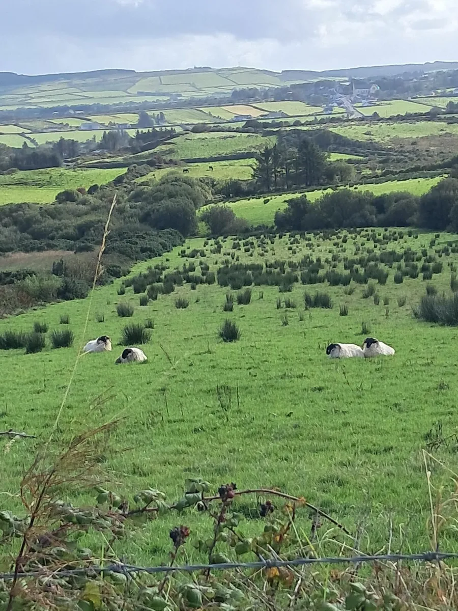 Perth Ram Lambs - Image 2