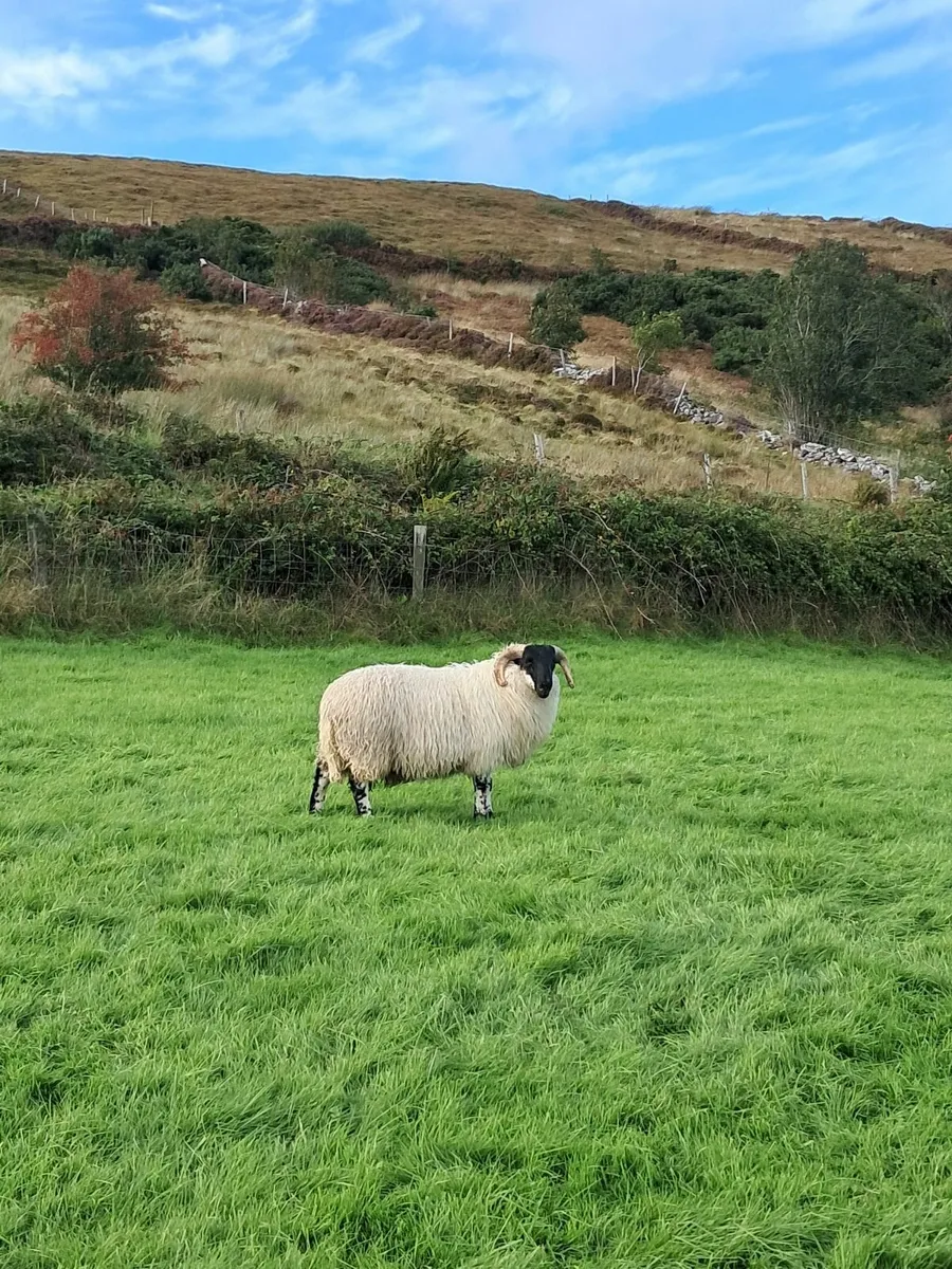 Perth Ram Lambs - Image 3