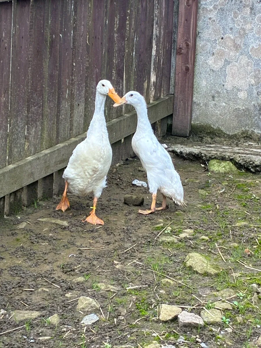 Runner Ducks - Image 1