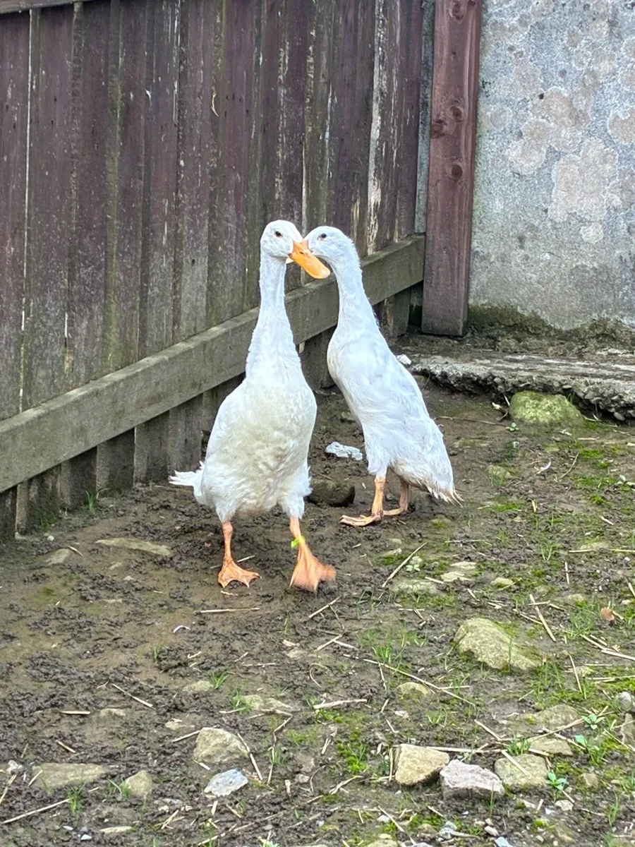 Runner Ducks - Image 2