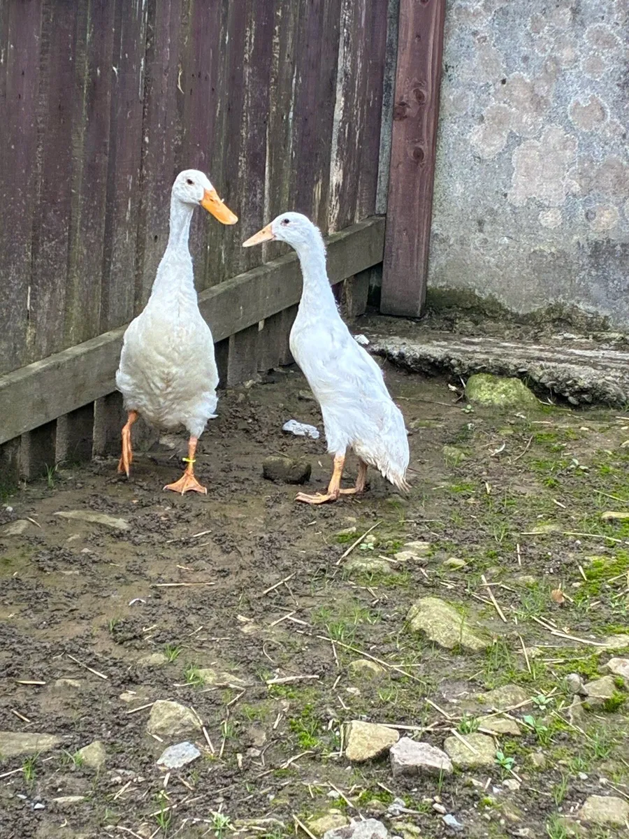 Runner Ducks - Image 3