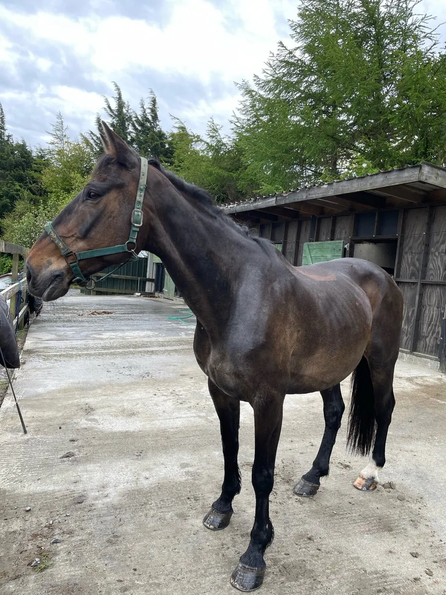 Companion Horse - Image 1