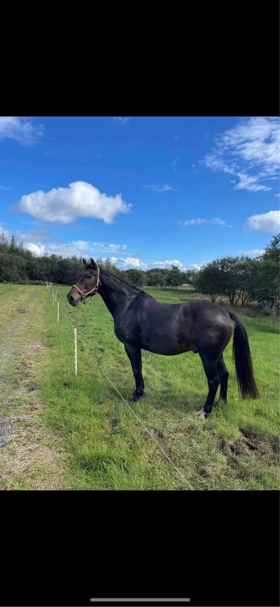 Companion Horse - Image 3