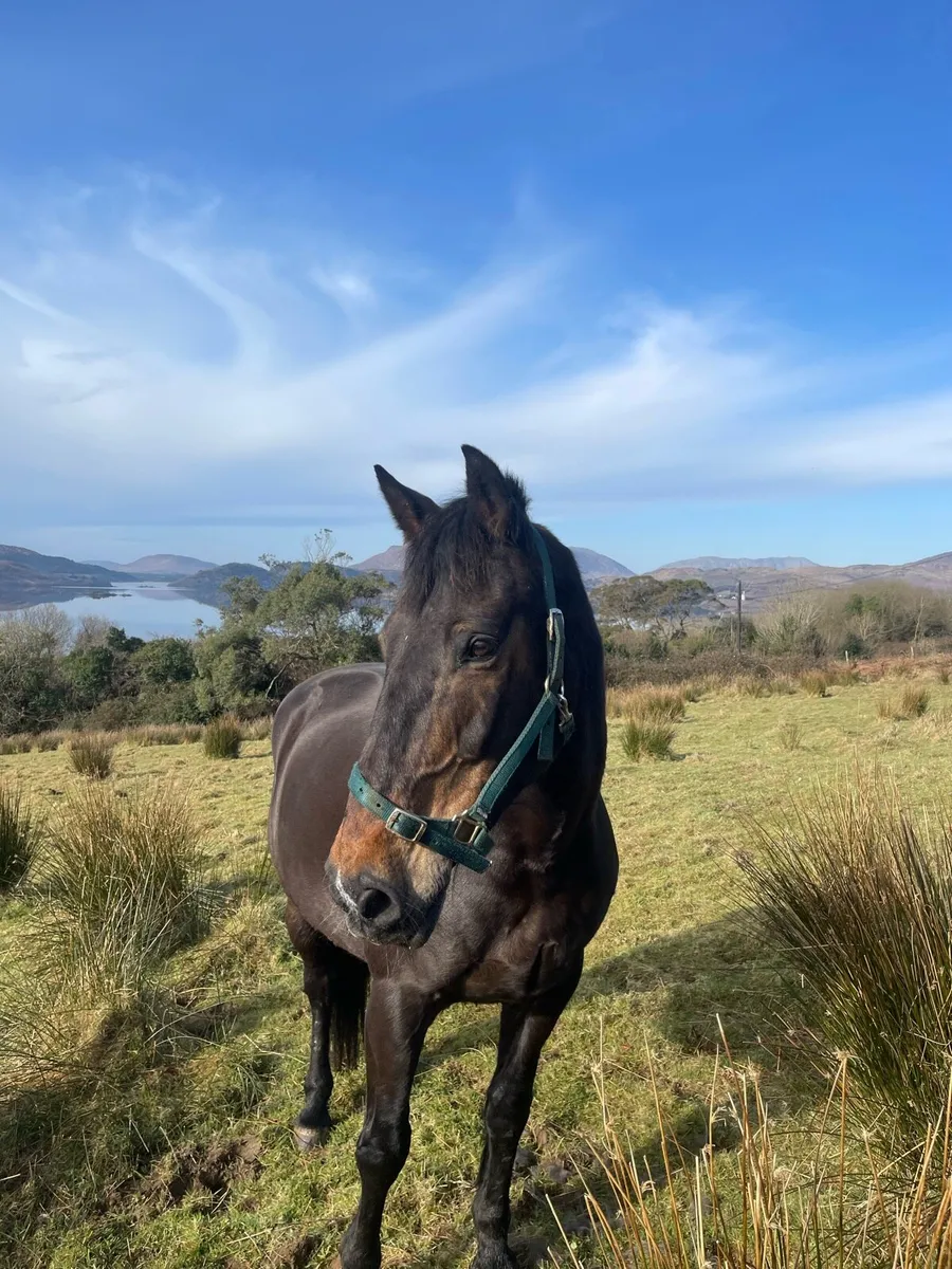 Companion Horse - Image 4