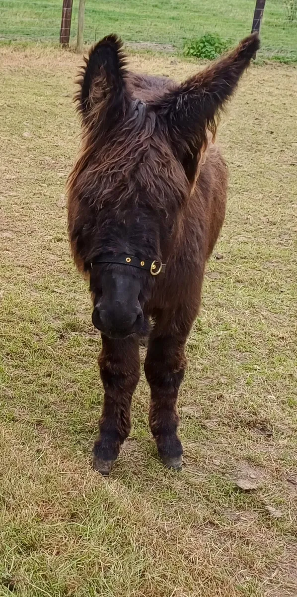 Small Jenny Donkey - Image 1