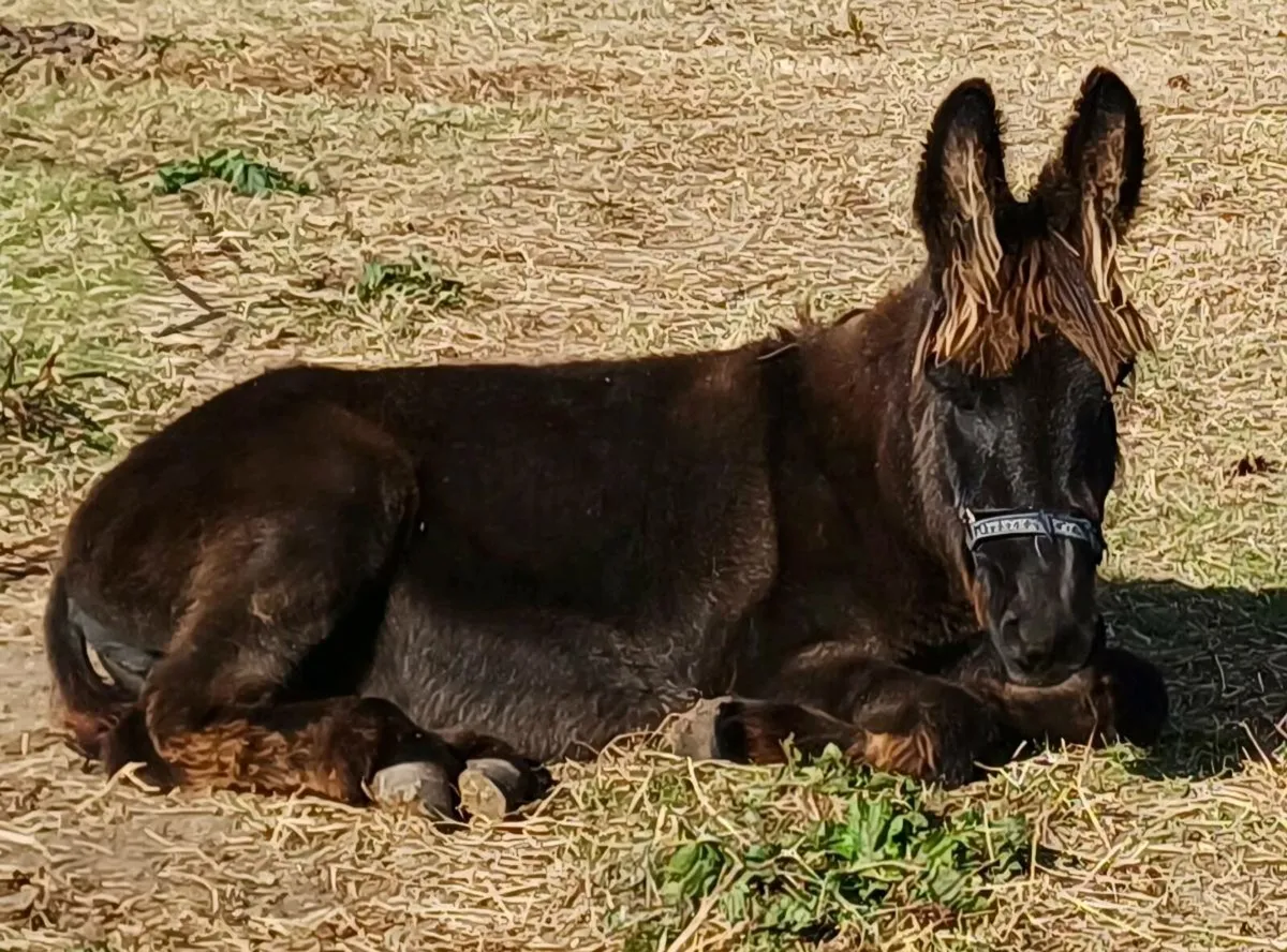 Small Jenny Donkey - Image 2
